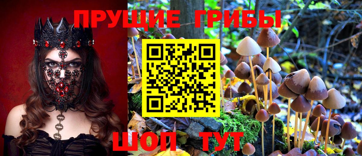 Псилоцибиновые грибы Cubensis Усть-Илимск